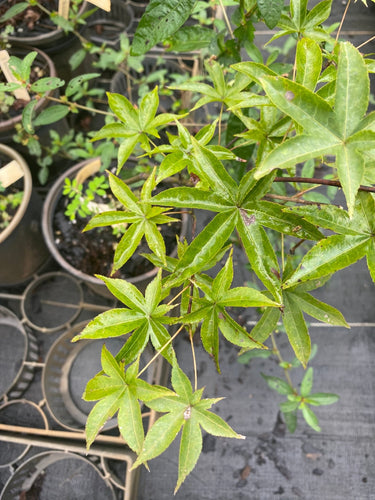 Acer palmatum 'Shigarami' Red Finger Nails Japanese Maple - Maple Ridge Nursery